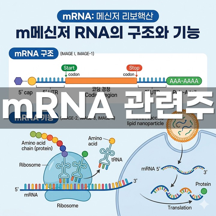 mRNA ������